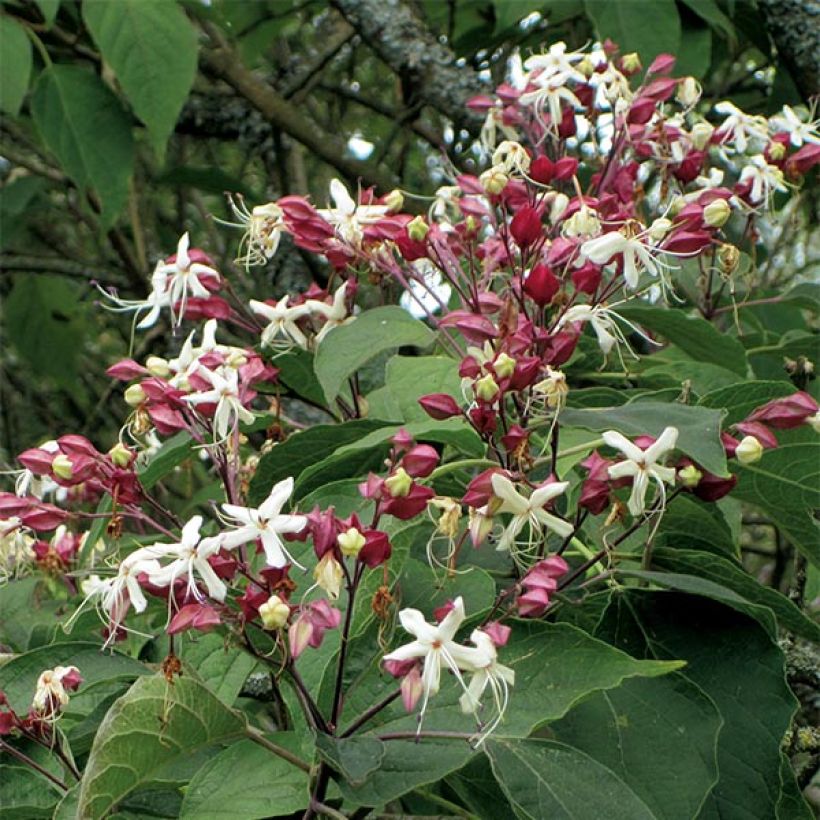 Isokohtalonpensas - Clerodendrum trichotomum (Kukinta)