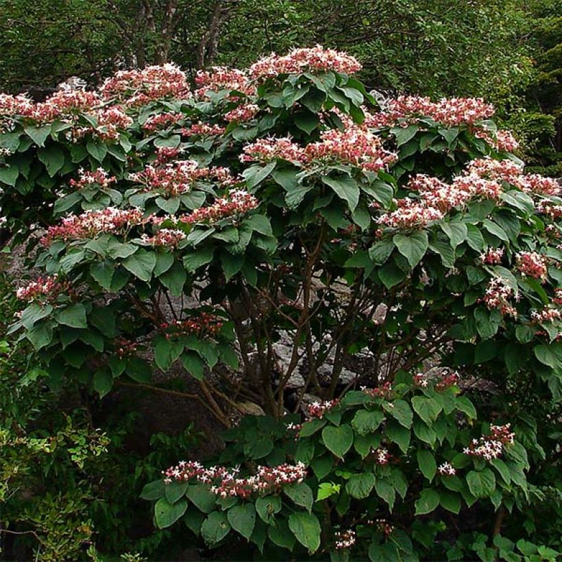 Isokohtalonpensas - Clerodendrum trichotomum (Kasvutapa)