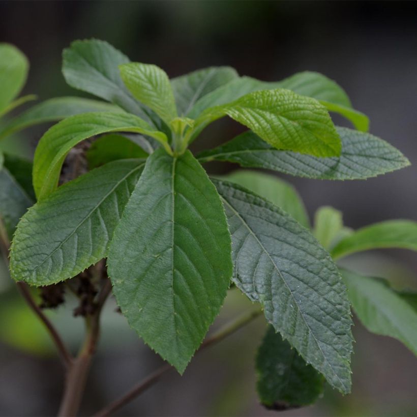 Valkokletra - Clethra alnifolia (Lehvistö)