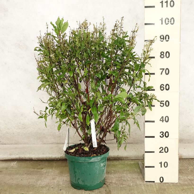 Esimerkki kesällä toimitetusta Valkokletra Anne Bidwell Pot de 7,5L/10L-taimesta