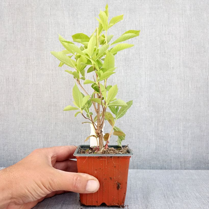 Esimerkki keväällä toimitetusta Valkokletra - Clethra alnifolia Taimiruukku 8/9 cm-taimesta
