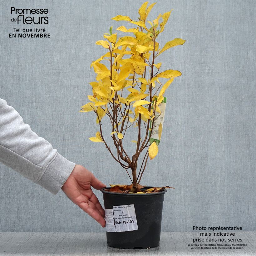 Esimerkki syksyllä toimitetusta Valkokletra - Clethra alnifolia 3 litran/4 litran ruukku-taimesta