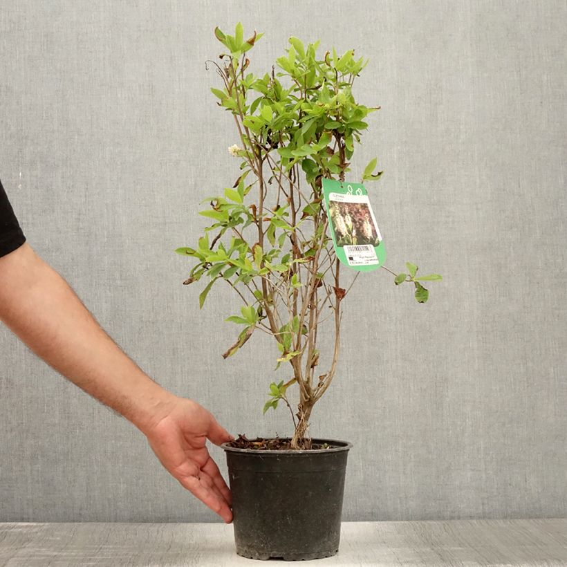 Esimerkki kesällä toimitetusta Valkokletra - Clethra alnifolia Ruukku 3L / 4L-taimesta