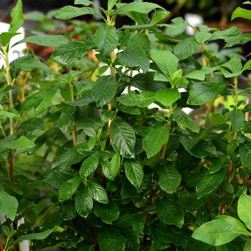 Valkokletra Ruby Spice (Kasvutapa)