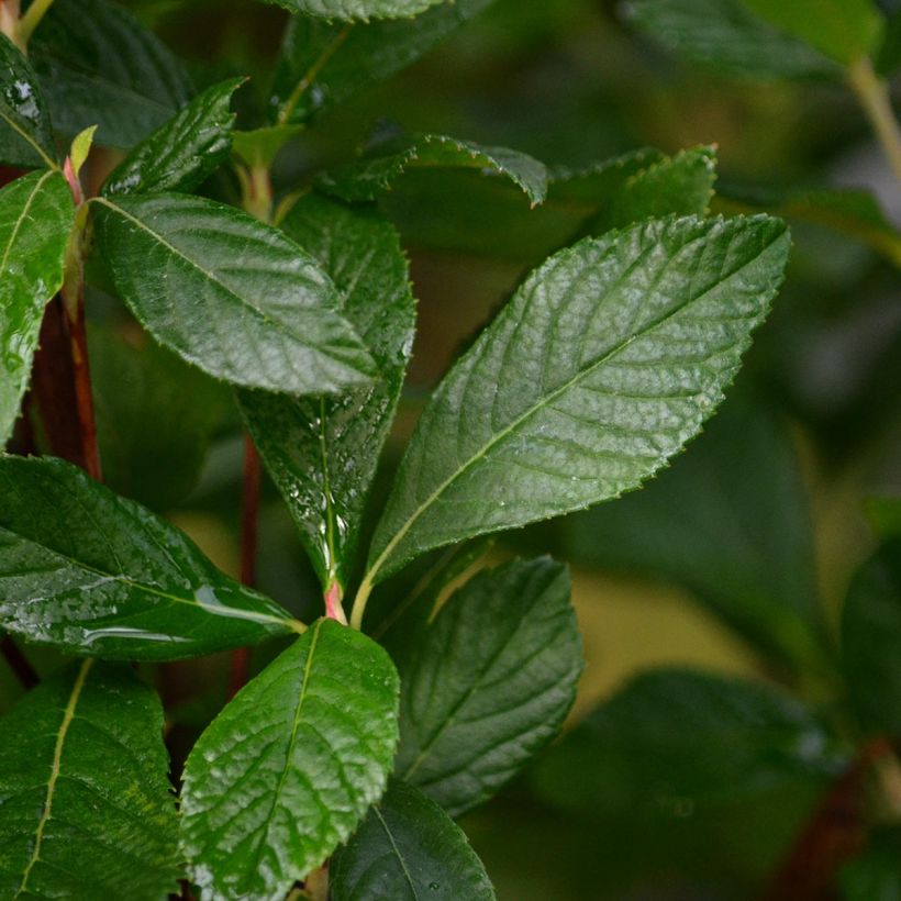 Valkokletra Ruby Spice (Lehvistö)