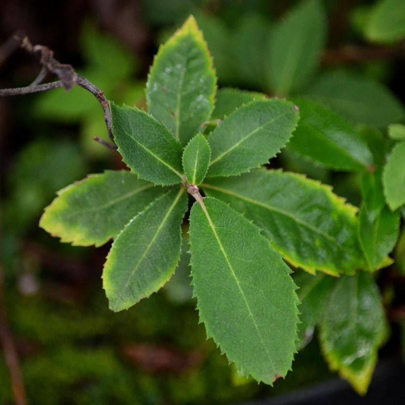Japaninkletra - Clethra barbinervis (Lehvistö)