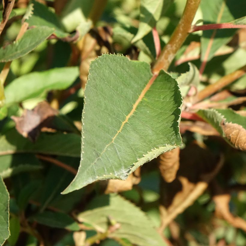 Japaninkletra Great Star Minbarb (Lehvistö)