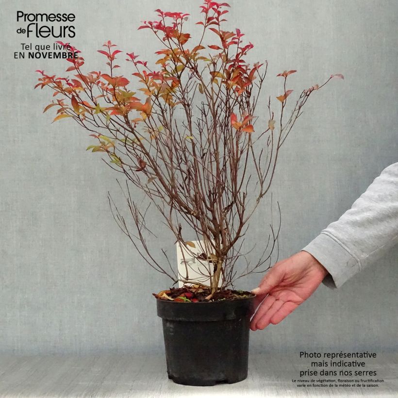 Esimerkki syksyllä toimitetusta Japaninkletra - Clethra barbinervis 3 litran/4 litran ruukku-taimesta