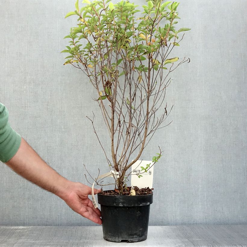 Esimerkki kesällä toimitetusta Japaninkletra - Clethra barbinervis Pot de 3L/4L-taimesta