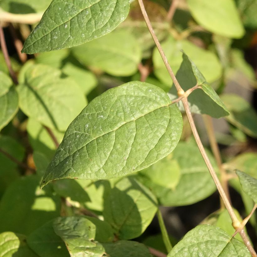 Kletra - Clethra fargesii (Lehvistö)