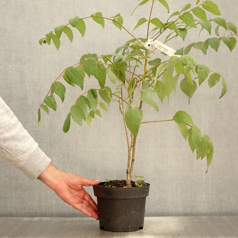 Esimerkki syksyllä toimitetusta Kletra - Clethra fargesii 2 litran/3 litran ruukku-taimesta