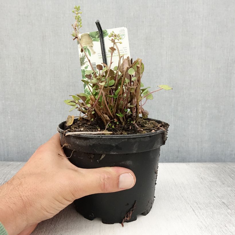 Esimerkki kesällä toimitetusta Rohtokuirimo - Cochlearia officinalis 1,5 litran / 2 litran kannu-taimesta