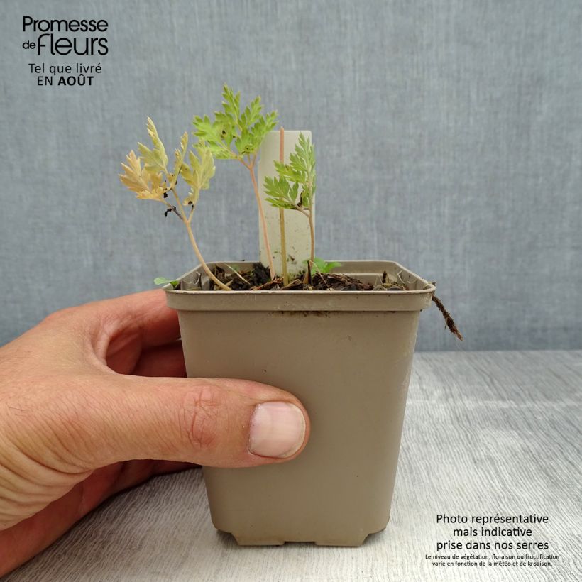 Esimerkki kesällä toimitetusta Kesäpikkusydän Spring Gold Godet de 8/9 cm-taimesta