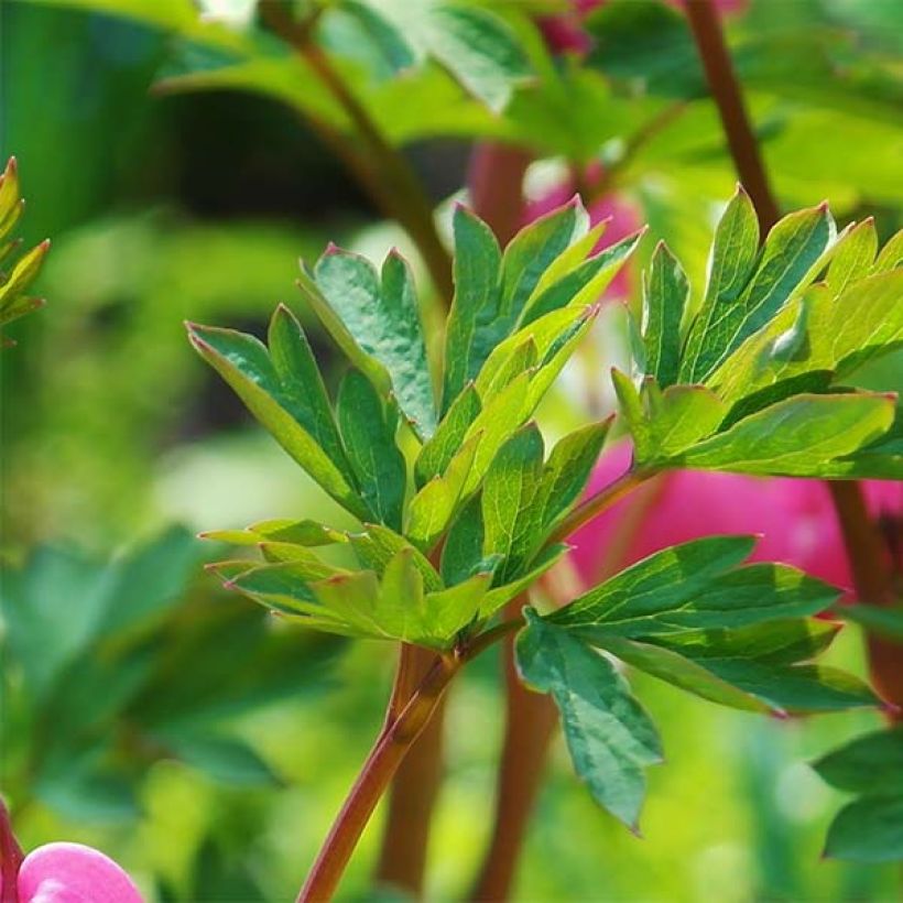 Särkynytsydän - Dicentra spectabilis (Lehvistö)