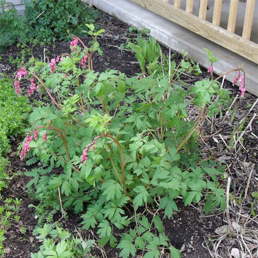 Särkynytsydän - Dicentra spectabilis (Kasvutapa)