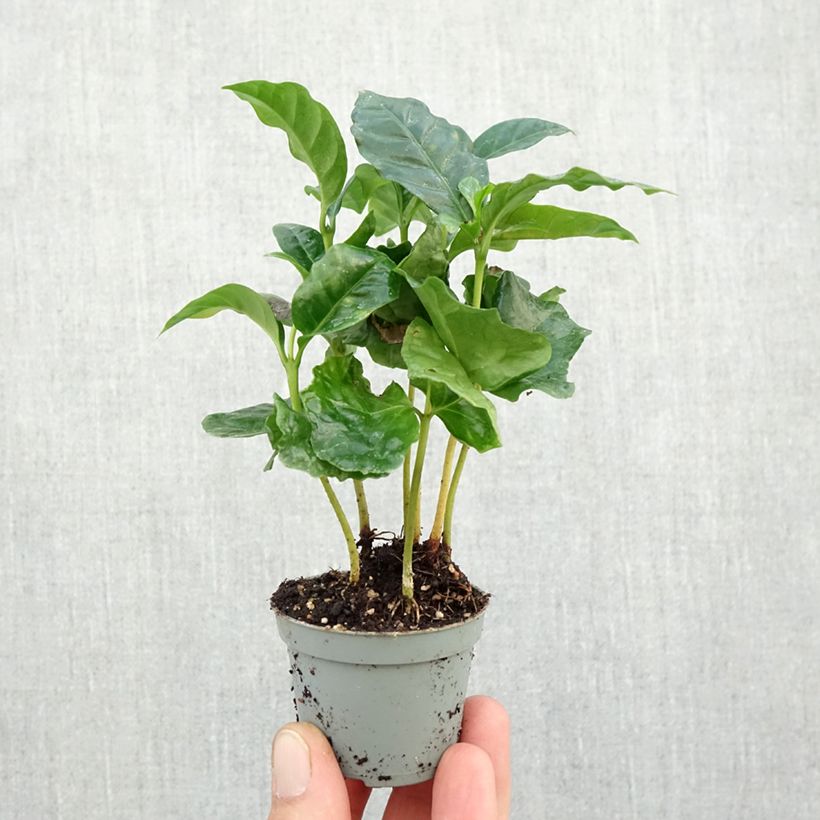 Esimerkki syksyllä toimitetusta Arabiankahvi - Coffea arabica Minikasvi-taimesta
