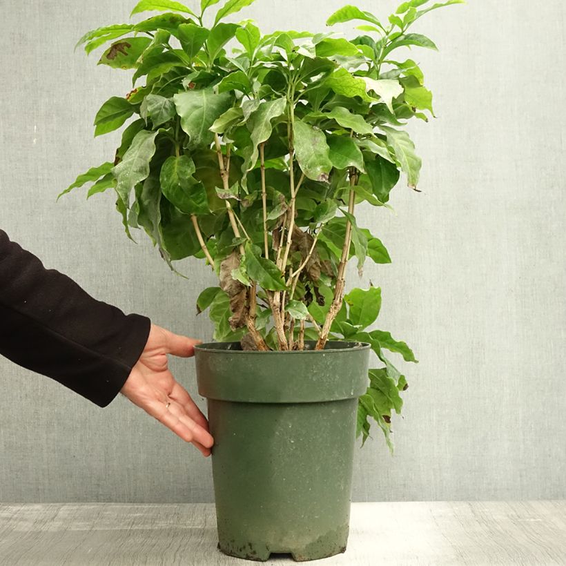 Esimerkki syksyllä toimitetusta Arabiankahvi - Coffea arabica 6 litran/7 litran ruukku-taimesta