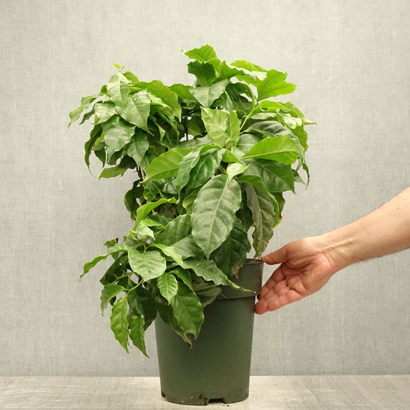 Esimerkki kesällä toimitetusta Arabiankahvi - Coffea arabica 6 litran/7 litran ruukku-taimesta