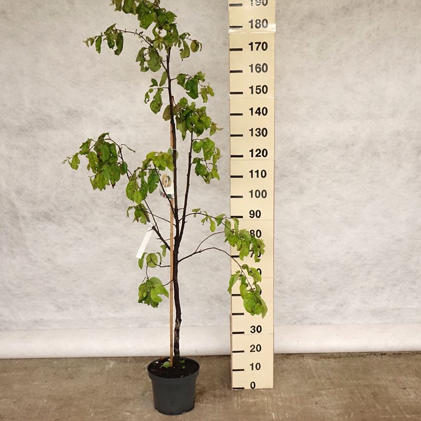 Esimerkki keväällä toimitetusta Kvitteni Vranja Ruukku 7,5L / 10L, Gobelet-taimesta
