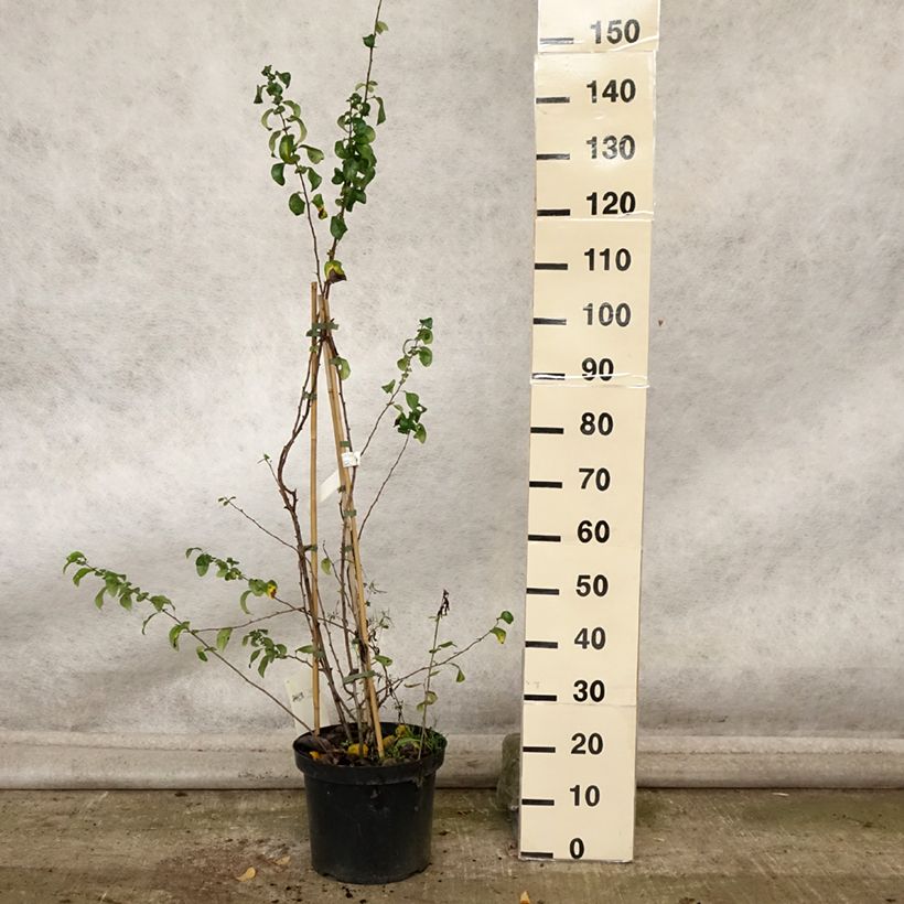 Esimerkki syksyllä toimitetusta Cognassier du Japon Cameo - Chaenomeles superba  Pot de 7,5L/10L-taimesta