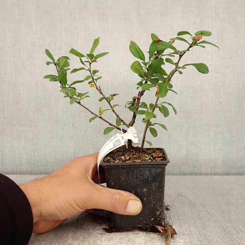 Esimerkki keväällä toimitetusta Kiinanruusukvitteni Delice Love 8/9 cm taimiruukku-taimesta