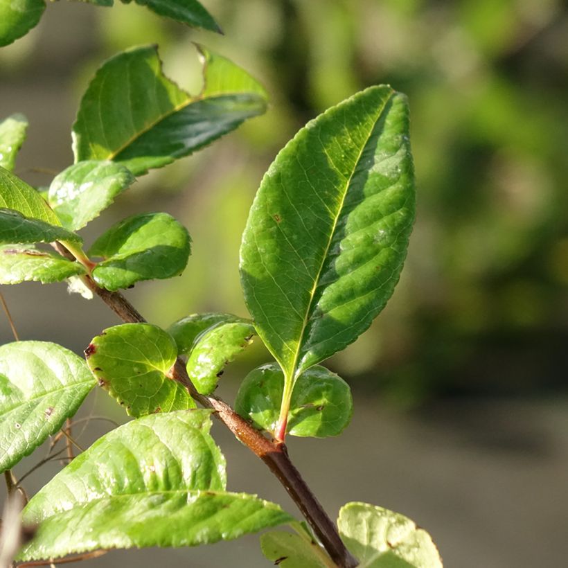Kiinanruusukvitteni Mango Storm (Lehvistö)