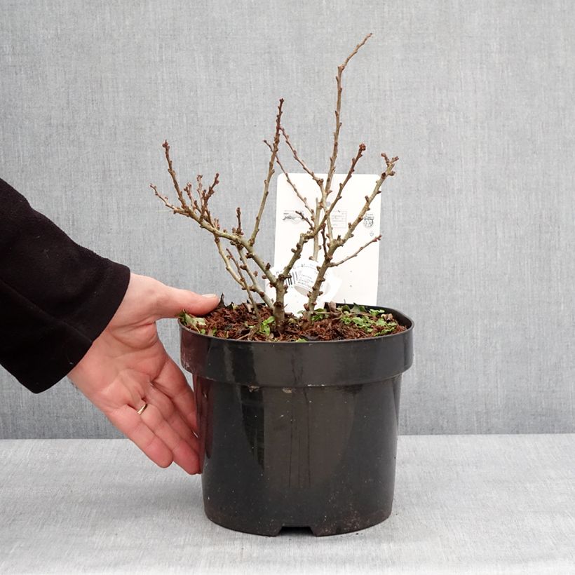 Esimerkki talvella toimitetusta Cognassier du Japon - Chaenomeles speciosa Red Kimono Pot de 4L/5L-taimesta