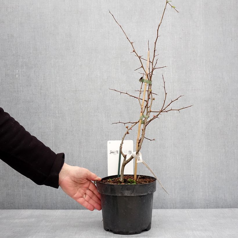 Esimerkki talvella toimitetusta Cognassier du Japon Toyo-Nishiki - Chaenomeles speciosa Pot de 2L/3L-taimesta