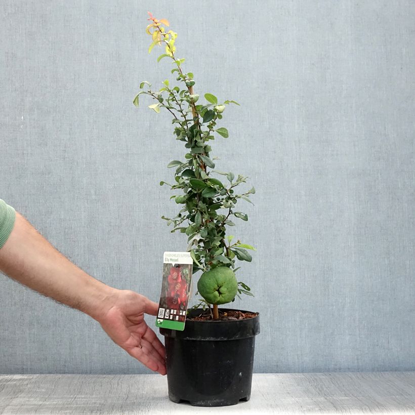 Esimerkki kesällä toimitetusta Tarharuusukvitteni Elly Mossel Ruukku 2L / 3L-taimesta