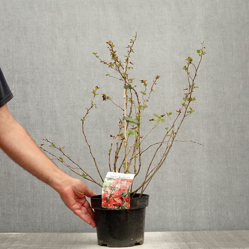 Esimerkki kesällä toimitetusta Tarharuusukvitteni Texas Scarlet Pot de 2L/3L-taimesta