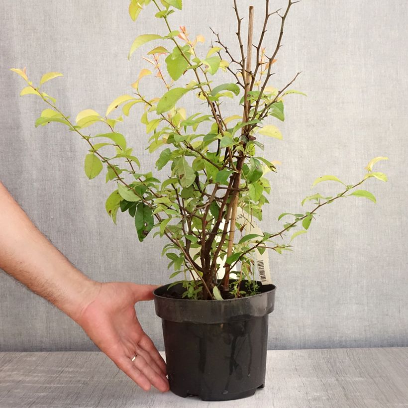 Esimerkki kesällä toimitetusta Tarharuusukvitteni Clementine Pot de 3L/4L-taimesta