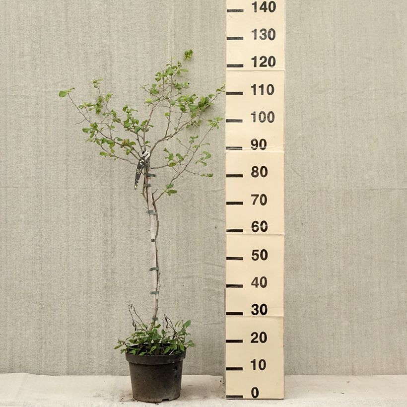 Esimerkki kesällä toimitetusta Cognassier du Japon Crimson and Gold - Chaenomeles superba Pot de 4L/5L-taimesta