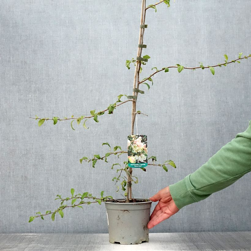 Esimerkki kesällä toimitetusta Cognassier du Japon Flocon Rose - Chaenomeles speciosa Pot de 3L/4L-taimesta