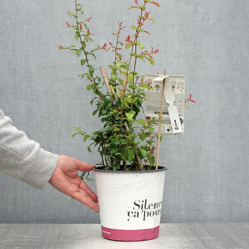 Esimerkki kesällä toimitetusta Kiinanruusukvitteni Friesdorfer Pot de 3L/4L-taimesta