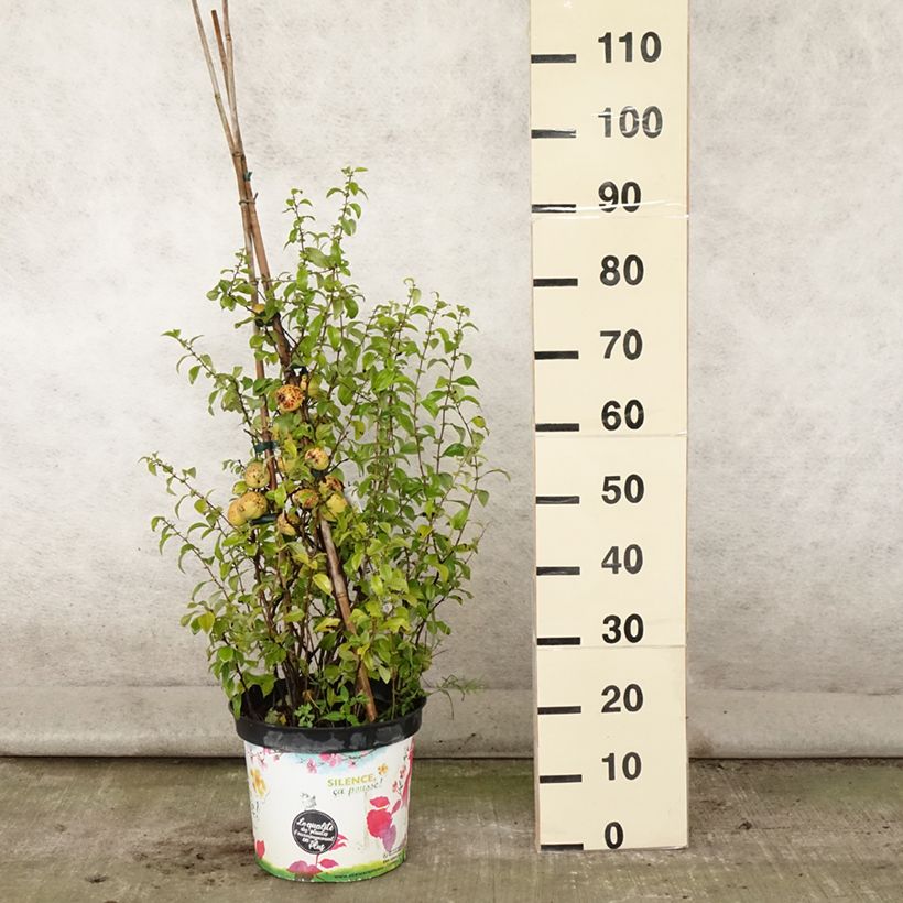 Esimerkki kesällä toimitetusta Kiinanruusukvitteni Friesdorfer Pot de 7,5L/10L-taimesta