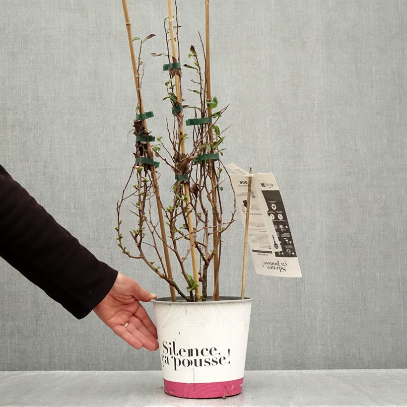 Esimerkki syksyllä toimitetusta Kiinanruusukvitteni Friesdorfer 3 litran/4 litran ruukku-taimesta