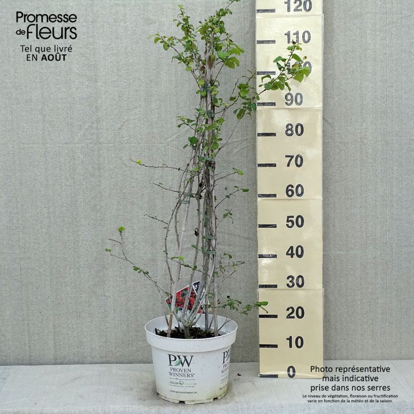 Esimerkki kesällä toimitetusta Kiinanruusukvitteni Orange Storm Ruukku 7,5L / 10L-taimesta