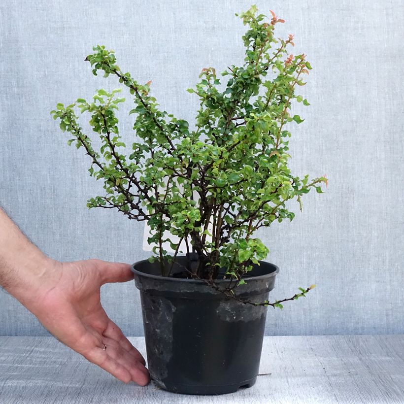 Esimerkki kesällä toimitetusta Tarharuusukvitteni Red Joy Pot de 2L/3L-taimesta