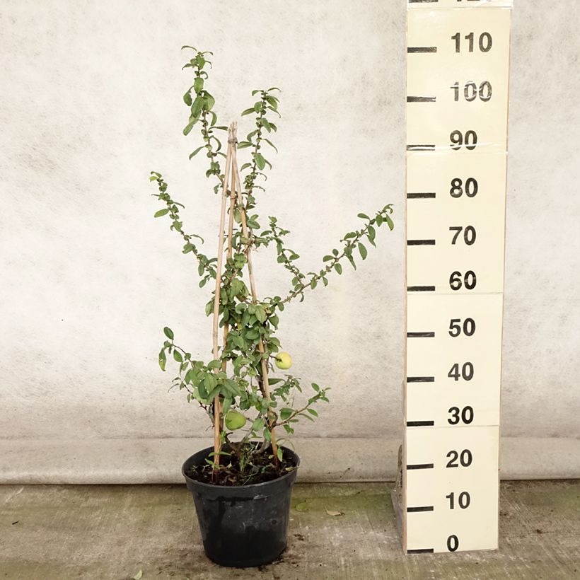 Esimerkki kesällä toimitetusta Kiinanruusukvitteni Rubra Pot de 7,5L/10L-taimesta