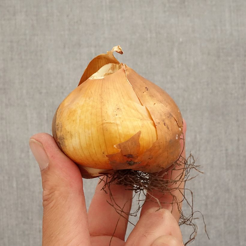 Esimerkki syksyllä toimitetusta Turkinmyrkkylilja - Colchicum cilicicum Bulbe size 18/20-taimesta