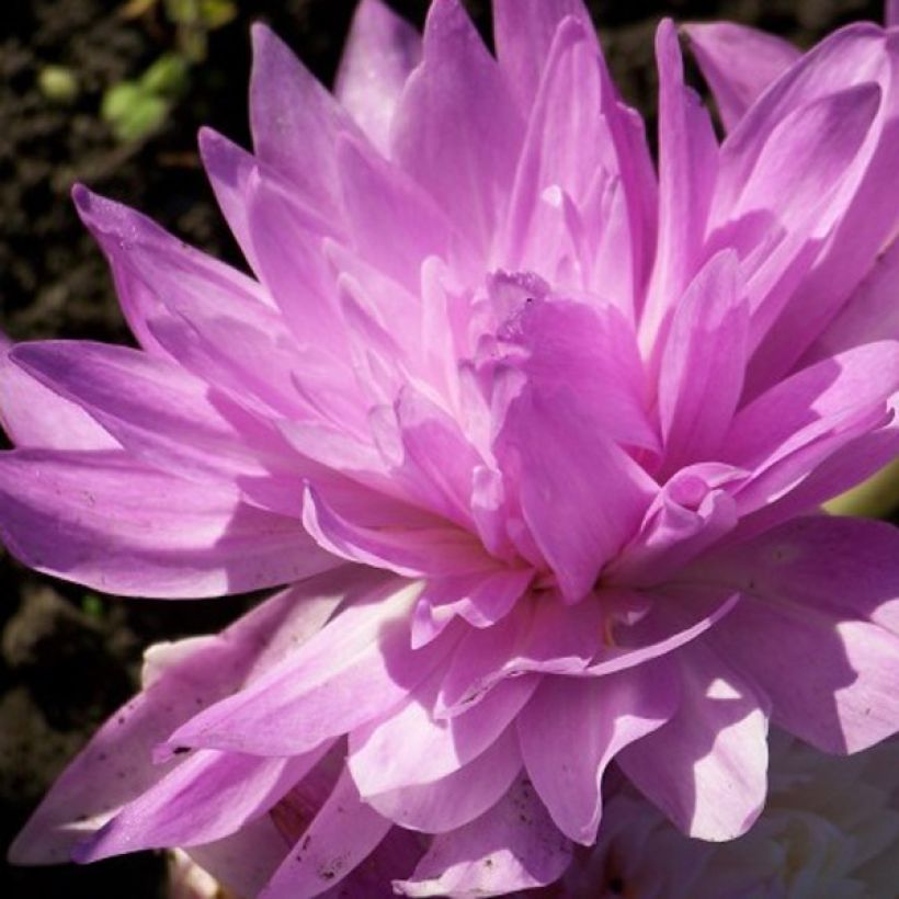 Syysmyrkkylilja Waterlily (Kukinta)