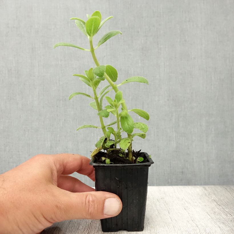 Esimerkki kesällä toimitetusta Coleus canina - éloigne chiens et chats - plante anti-chat Godet de 7/8 cm-taimesta