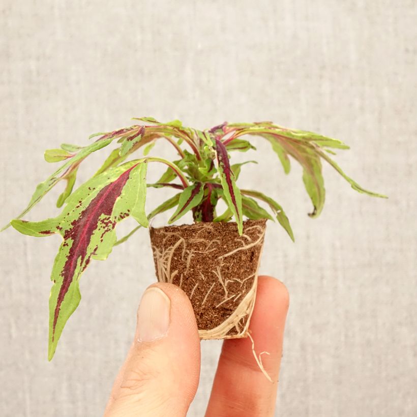 Esimerkki keväällä toimitetusta Isokirjopeippi Chili Pepper Minipaakku Ø 3/4 cm-taimesta