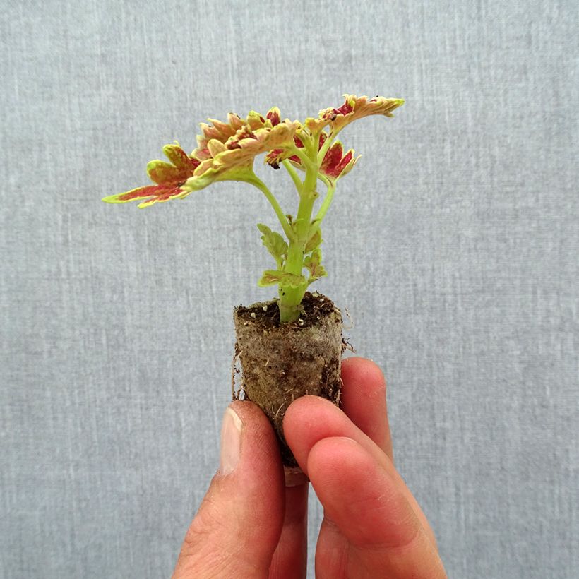 Esimerkki keväällä toimitetusta Coleus Limewire Mini-motte Ø 3/4 cm-taimesta