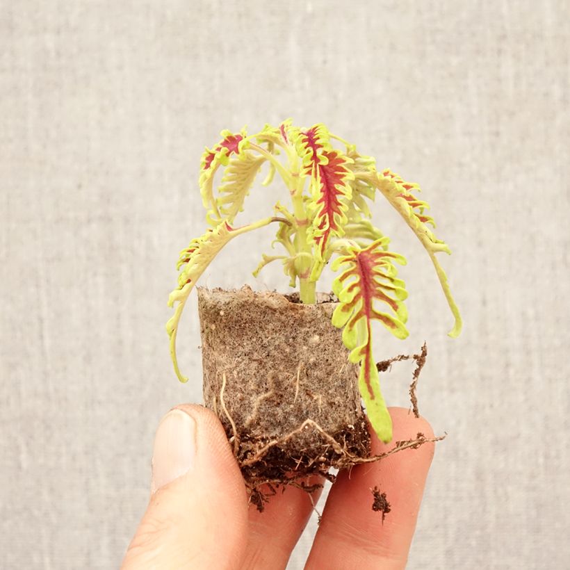 Esimerkki keväällä toimitetusta Isokirjopeippi Skeletal Minipaakku Ø 3/4 cm-taimesta