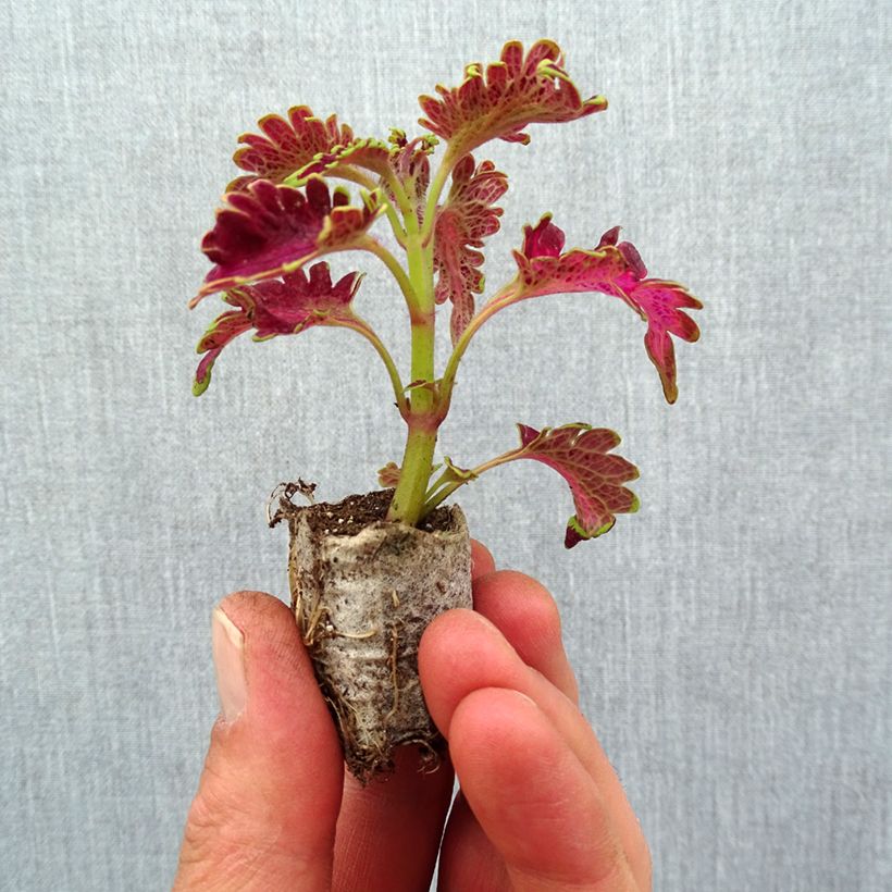 Esimerkki keväällä toimitetusta Coleus Vulcan Mini-motte Ø 3/4 cm-taimesta