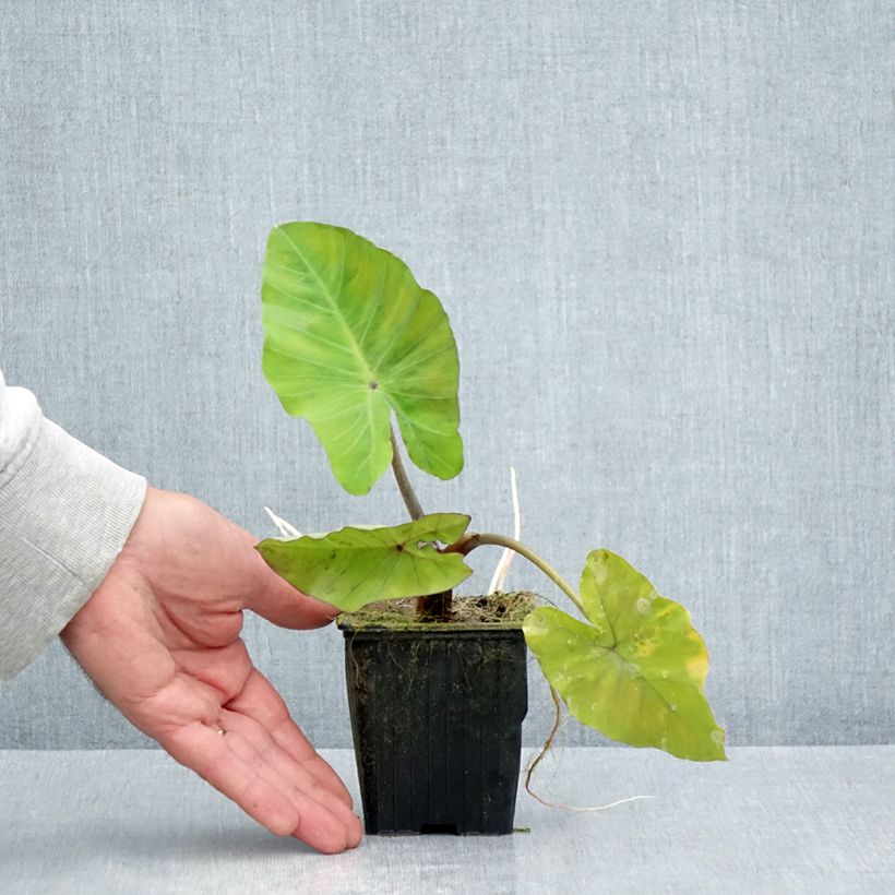 Esimerkki kesällä toimitetusta Taaro Black Stem Godet de 8/9 cm-taimesta