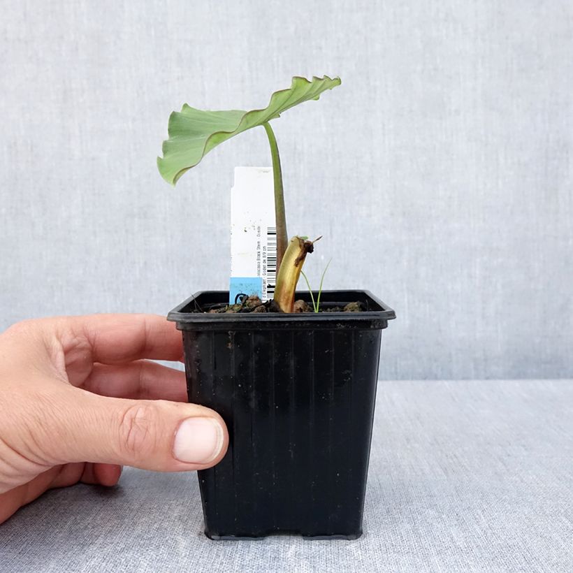 Example of Taaro Black Stem Godet de 8/9 cm as you get in printemps