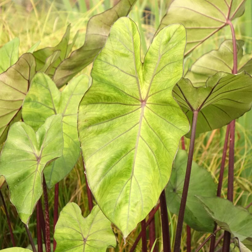 Taaro Fontanesii (Lehvistö)