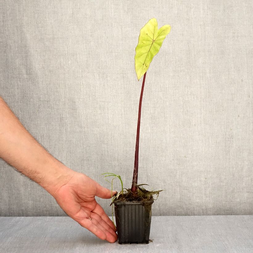 Esimerkki syksyllä toimitetusta Taaro Fontanesii 8/9 cm taimiruukku-taimesta